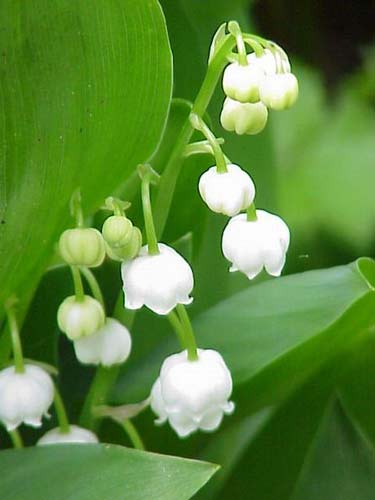 Lily of the valley