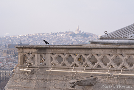 Notre Dame Sacre Coeur