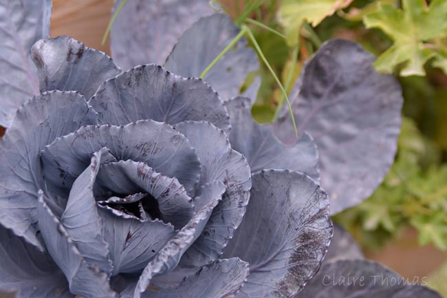Paris Parc Monceau cabbage