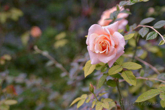 Paris Parc Monceau rose