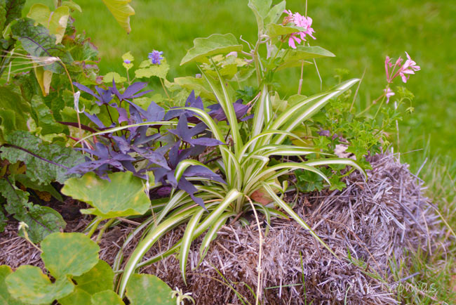 Paris Parc Monceau flowers